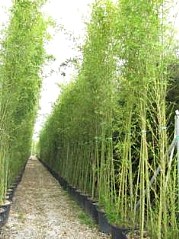 BAMBUSA  (POACEAE)  PHYLLOSTACHYS AUREA  