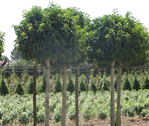 EVERGREEN SHRUBS AND DECIDUOUS