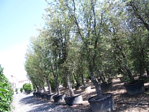Groenblijvende bomen en bladverliezende