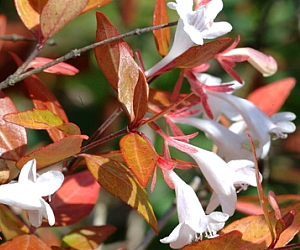 Planten, bloemen en fruit
