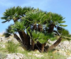 Palmen varens en klimplanten